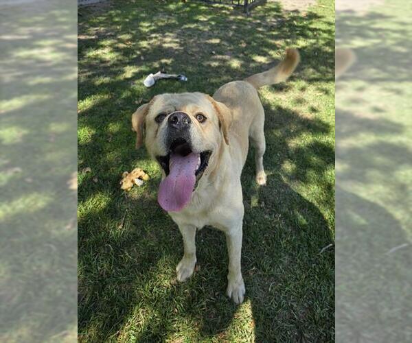 Medium Photo #1 Labrador Retriever-Unknown Mix Puppy For Sale in Riverside, CA, USA