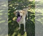 Small Labrador Retriever Mix