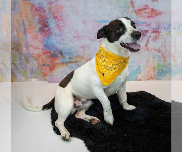 Medium Photo #5 Mutt Puppy For Sale in Kennesaw, GA, USA
