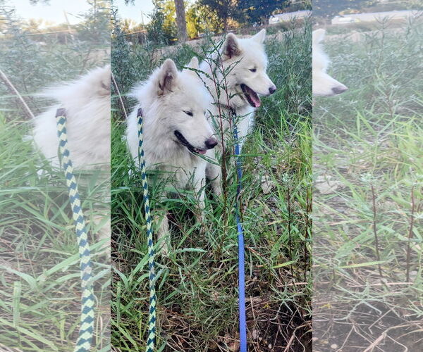 Medium Photo #8 Huskies -Unknown Mix Puppy For Sale in Cottage Grove, MN, USA