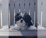 Small Photo #6 Shih Tzu Puppy For Sale in CANOGA, NY, USA