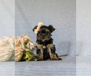 Yorkshire Terrier Puppy for Sale in QUARRYVILLE, Pennsylvania USA