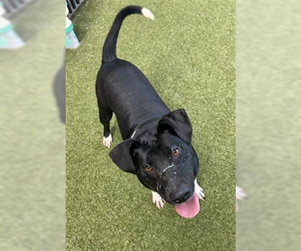 Medium Photo #1 Labrador Retriever-Unknown Mix Puppy For Sale in Waco, TX, USA