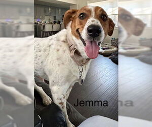 Basset Hound-Unknown Mix Dogs for adoption in Deepwater, NJ, USA