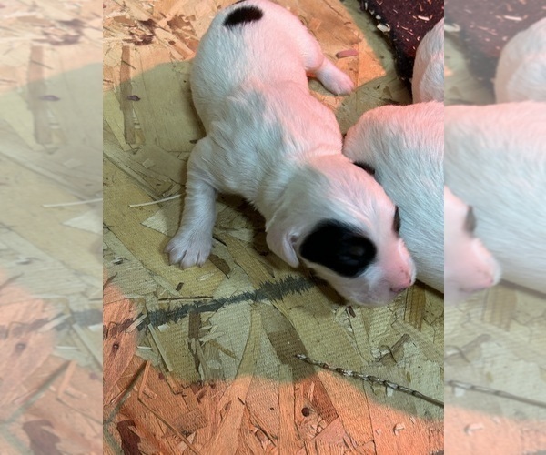 Medium Photo #3 Llewellin Setter Puppy For Sale in BASCO, IL, USA