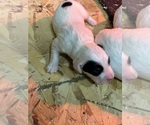 Small Photo #3 Llewellin Setter Puppy For Sale in BASCO, IL, USA