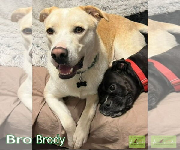 Medium Photo #2 Mutt Puppy For Sale in Costa Mesa , CA, USA