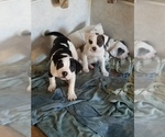 Small Photo #1 Alapaha Blue Blood Bulldog Puppy For Sale in MCKINLEYVILLE, CA, USA