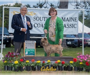 Father of the Cairn Terrier puppies born on 01/27/2025