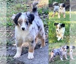 Blue Merle male - Male Miniature Australian Shepherd Puppy for Sale - Small photo