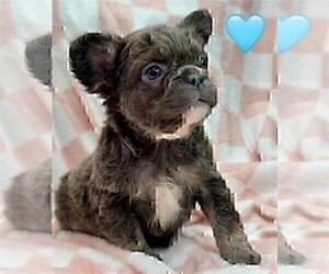 French Bulldog Puppy for sale in MIAMI, FL, USA