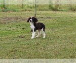 Small Photo #2 English Springer Spaniel Puppy For Sale in FITZGERALD, GA, USA