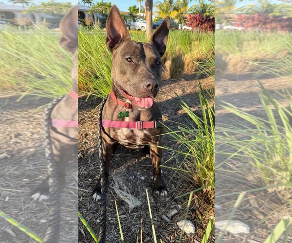 Medium Photo #7 Mutt Puppy For Sale in Pompano Beach , FL, USA