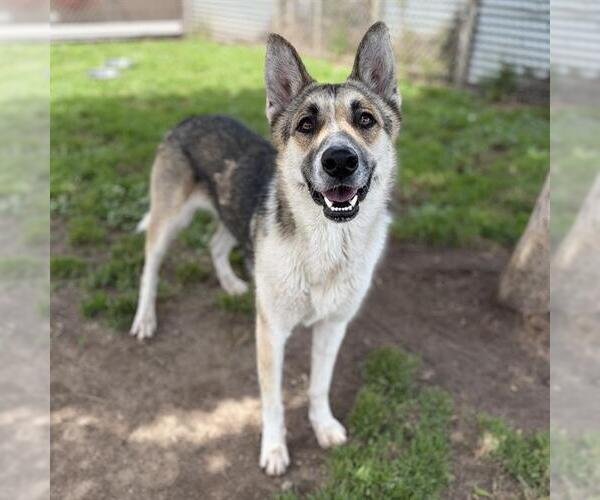 Medium Photo #1 German Shepherd Dog-Unknown Mix Puppy For Sale in Modesto, CA, USA