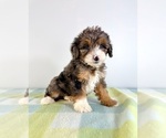 Small #4 Bernedoodle (Miniature)