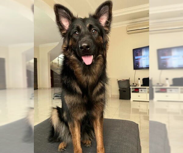 Medium Photo #1 German Shepherd Dog Puppy For Sale in Mt. Airy, MD, USA
