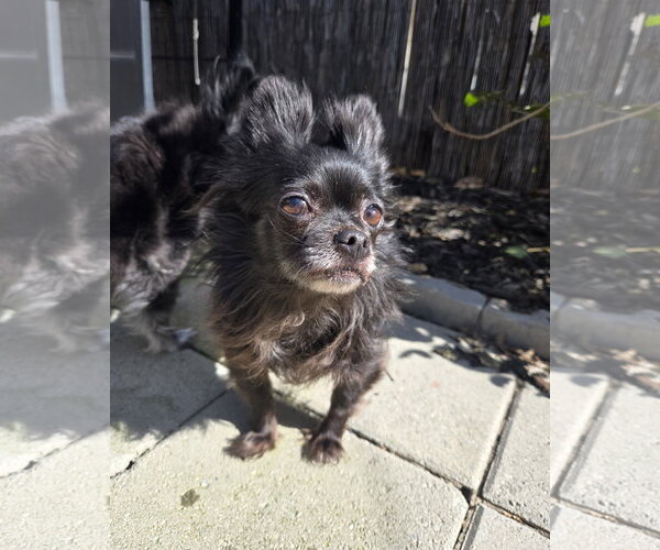 Medium Photo #2 Chihuahua Puppy For Sale in Pittsburg, CA, USA