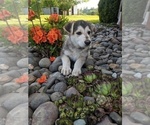 Small Photo #3 German Shepherd Dog Puppy For Sale in SEATTLE, WA, USA