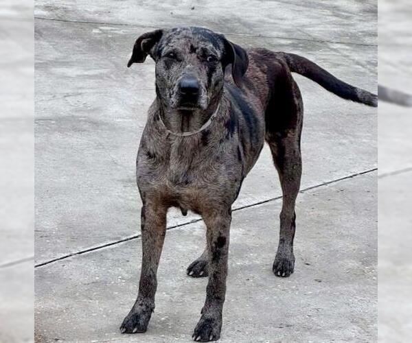 Medium Photo #1 American Pit Bull Terrier-Unknown Mix Puppy For Sale in Conroe, TX, USA