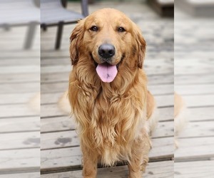 Father of the Golden Retriever puppies born on 05/25/2025