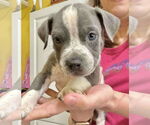 Small #5 American Pit Bull Terrier