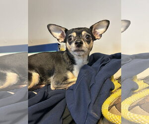 Luna - Female Chihuahua Dog for Adoption