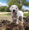 Puppy 6 Dogo Argentino