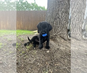 Golden Labrador Puppy for sale in NEW BRAUNFELS, TX, USA