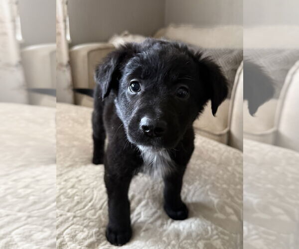 Medium Photo #2 Labrador Retriever-Unknown Mix Puppy For Sale in Fenton, MO, USA