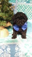 Poodle (Toy) Puppy for sale in EDEN, PA, USA