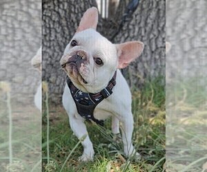 French Bulldog Puppy for sale in BROWNS VALLEY, CA, USA