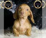 Puppy Breezey Dachshund