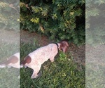 Small Photo #4 German Shorthaired Pointer Puppy For Sale in COSHOCTON, OH, USA