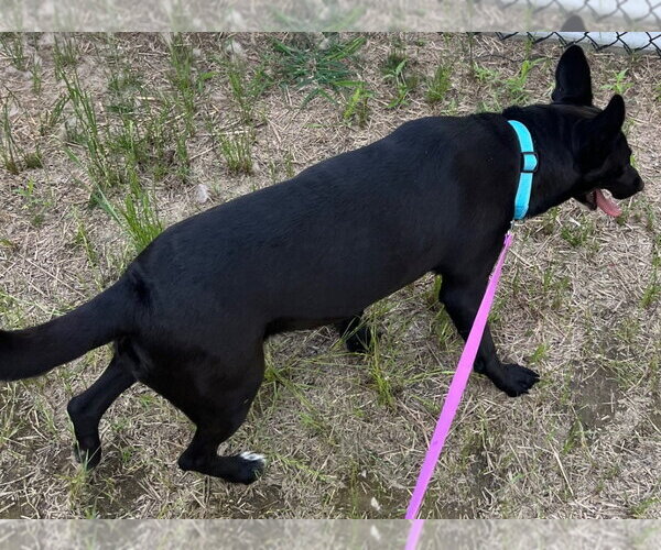 Medium Photo #7 Mutt Puppy For Sale in Tarboro, NC, USA