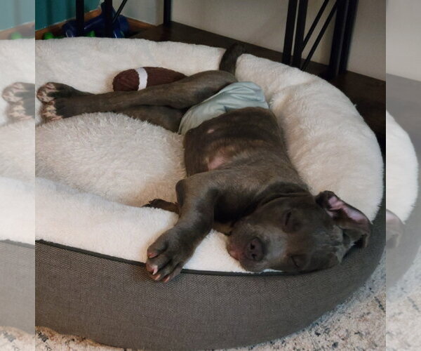Medium Photo #2 Mutt Puppy For Sale in Fargo, ND, USA