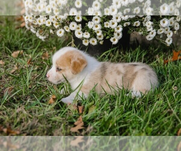 Medium Photo #4 Pembroke Welsh Corgi Puppy For Sale in ELKTON, KY, USA