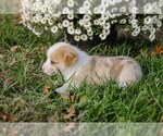 Small Photo #4 Pembroke Welsh Corgi Puppy For Sale in ELKTON, KY, USA