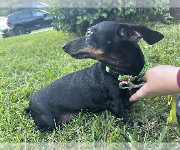 Medium Photo #3 Dachshund Puppy For Sale in Tampa, FL, USA
