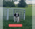 Puppy Lt blue collar Saint Bernard