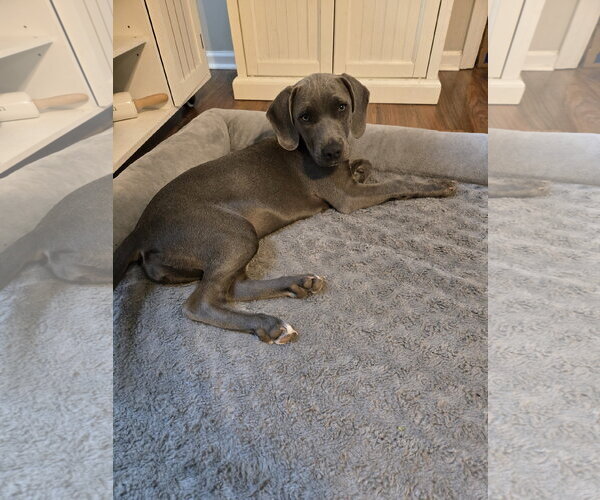 Medium Photo #4 Unknown-Weimaraner Mix Puppy For Sale in Garner, NC, USA