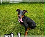 Small Doberman Pinscher