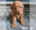 Puppy 1 Goldendoodle-Poodle (Toy) Mix
