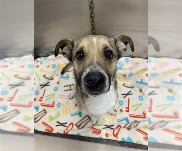 Medium Photo #1 Chihuahua-Labrador Retriever Mix Puppy For Sale in Fairbanks, AK, USA