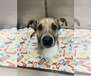 Chihuahua-Labrador Retriever Mix Dogs for adoption in Fairbanks, AK, USA