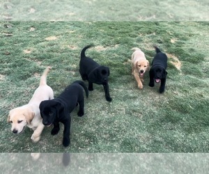 Labrador Retriever Litter for sale in CLOVIS, CA, USA