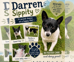 Mutt Dogs for adoption in Cranston, RI, USA