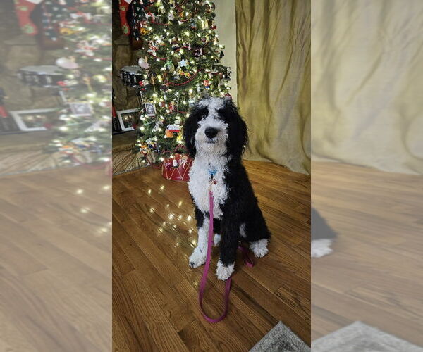 Medium Photo #2 Sheepadoodle Puppy For Sale in Springdale, PA, USA