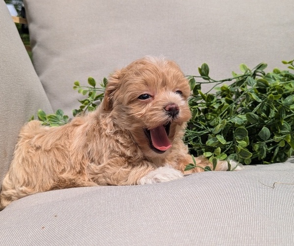 Medium Photo #5 Maltipoo Puppy For Sale in GOSHEN, IN, USA