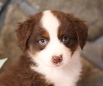 Small Photo #1 Miniature Australian Shepherd Puppy For Sale in WESTFIELD, MA, USA