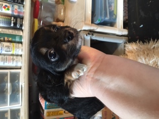 Chihuahua Puppy for sale in DESTREHAN, LA, USA